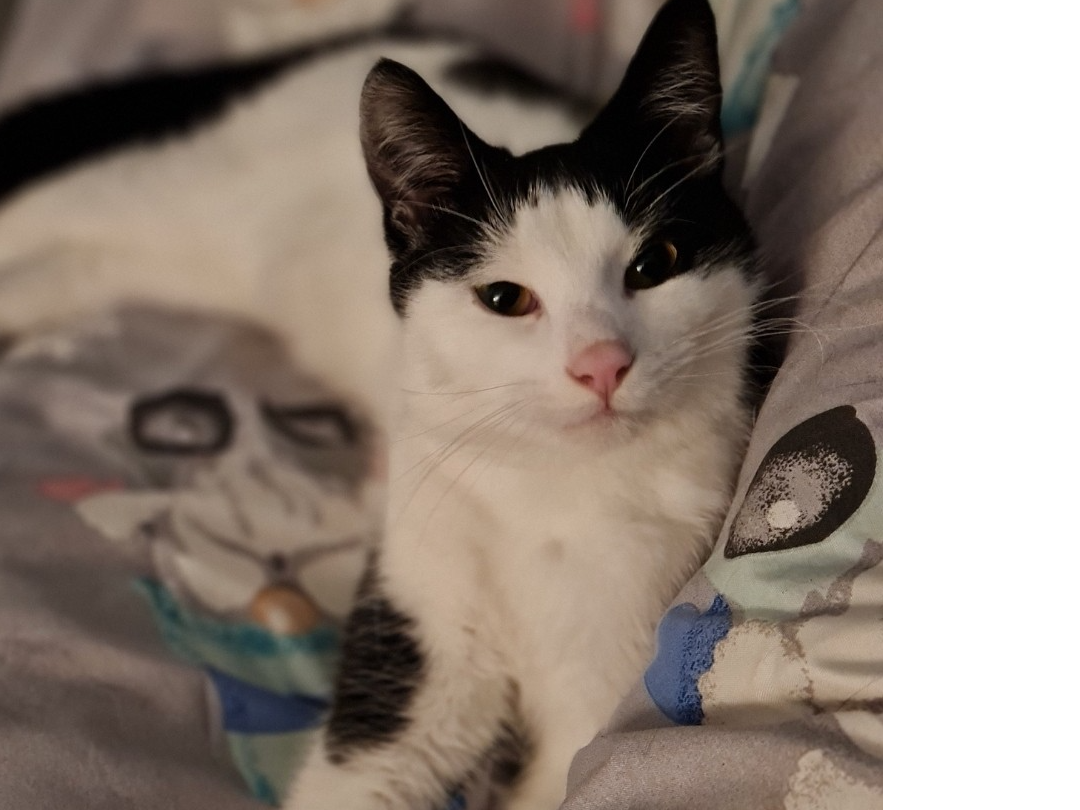 Marv - missing from Sleaford