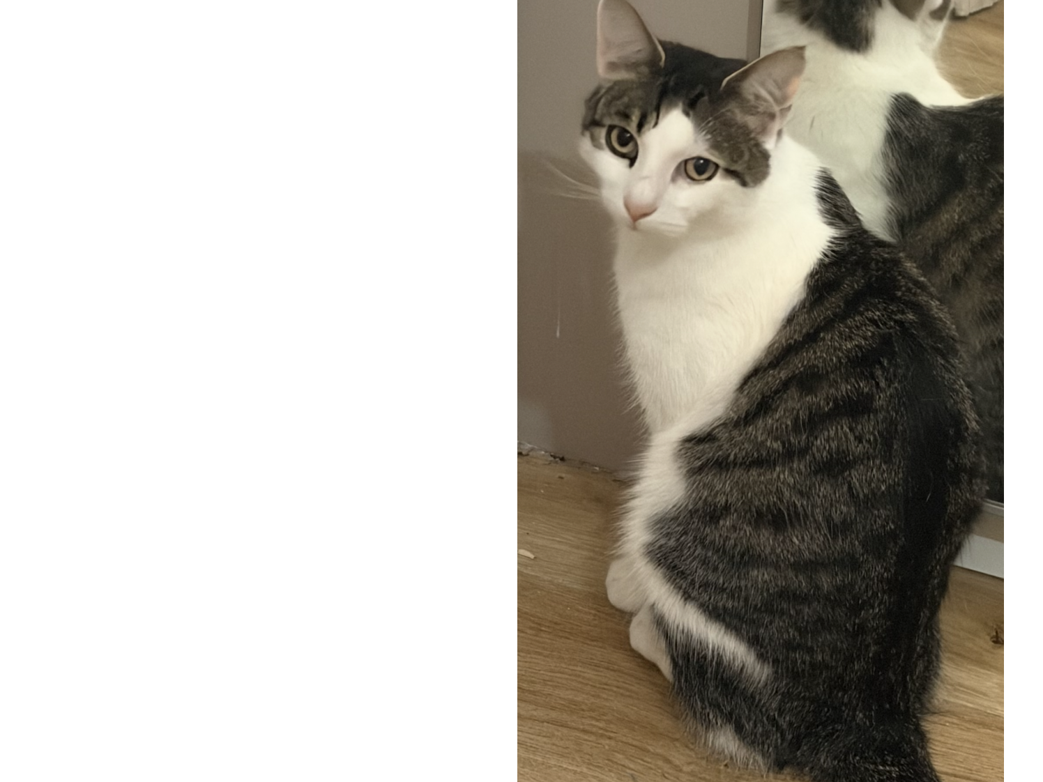 L659 - tabby & white male - LITTLEOVER