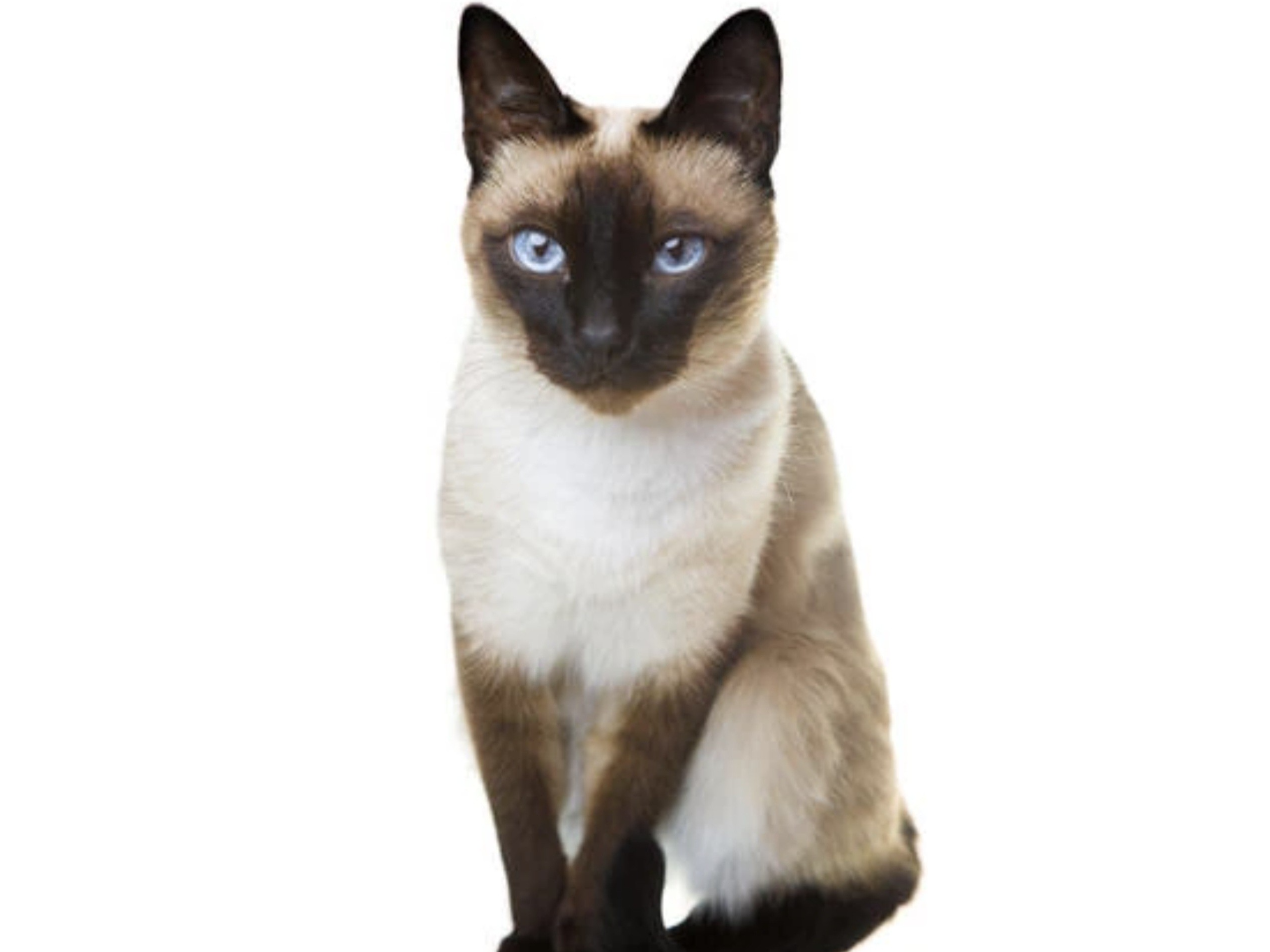 L664 - Siamese male - LONG EATON