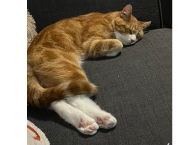 L665 - ginger & white male - SWADLINCOTE