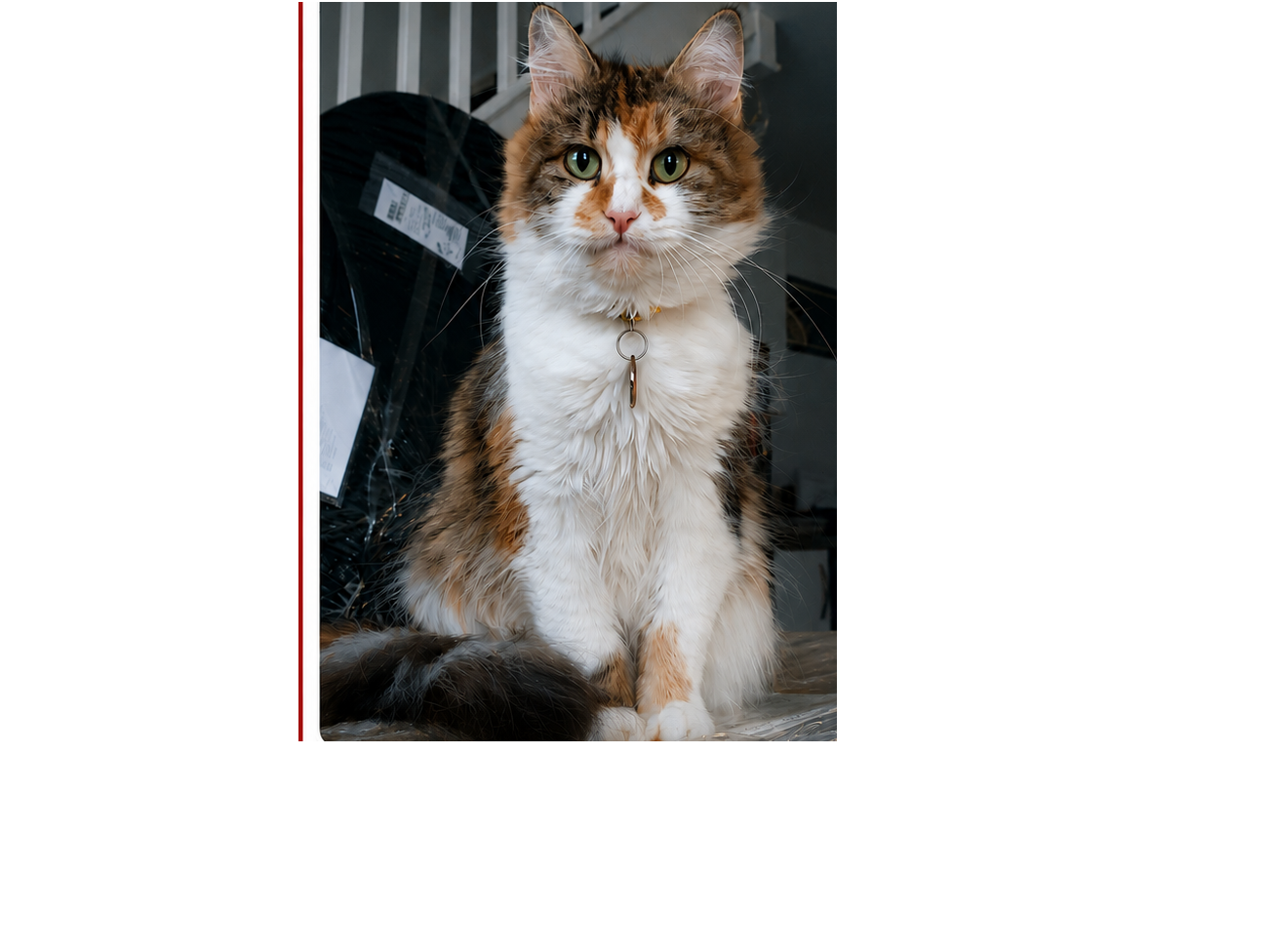 L666 - tortoiseshell & white female - DERBY