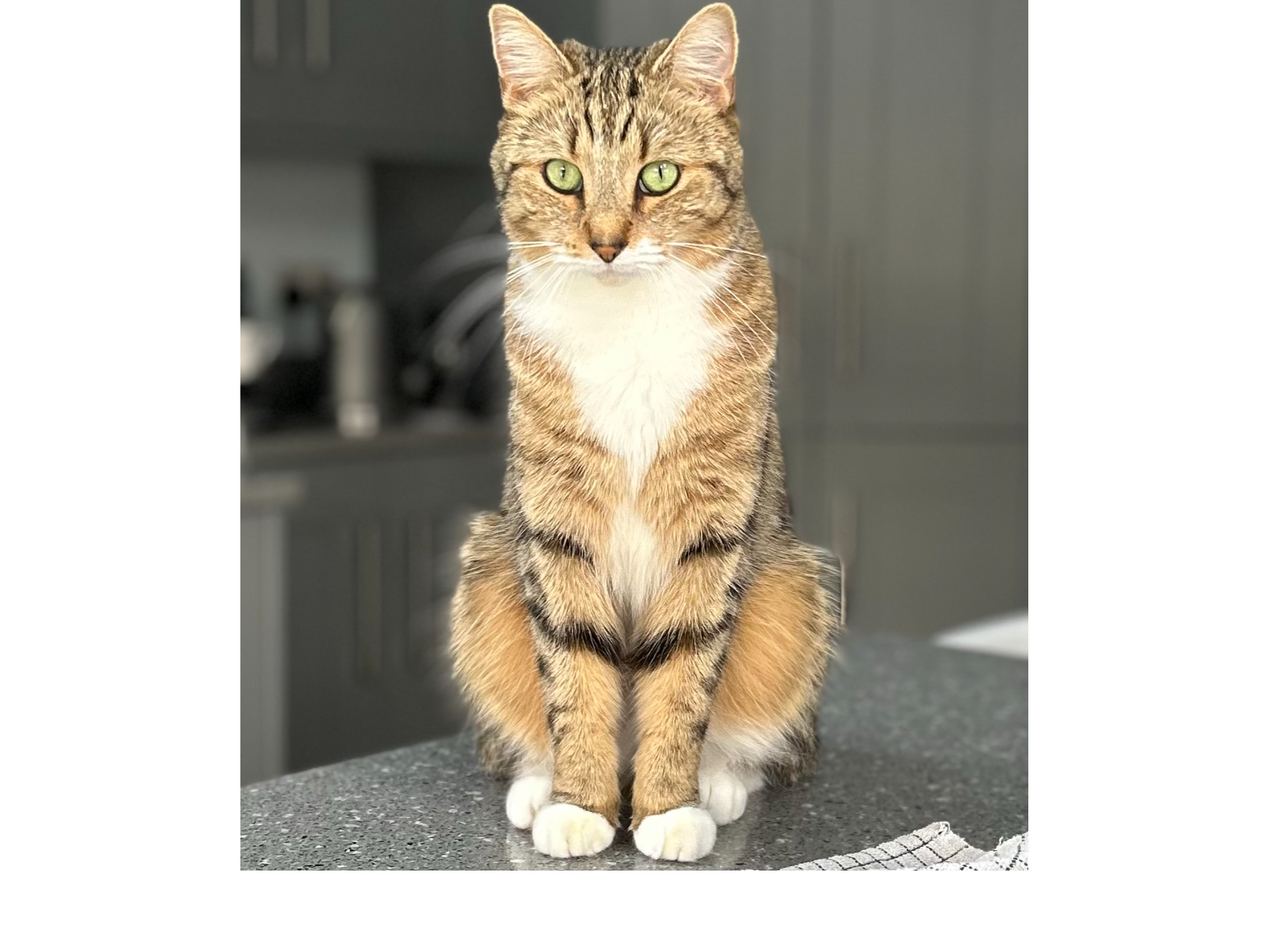 LOST 26-046 Tonks [Tonka]