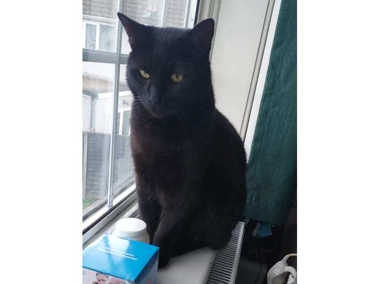 Phudge Lost 2026.055 - Ramsay Place, off Beauchamp Ave, Gosport