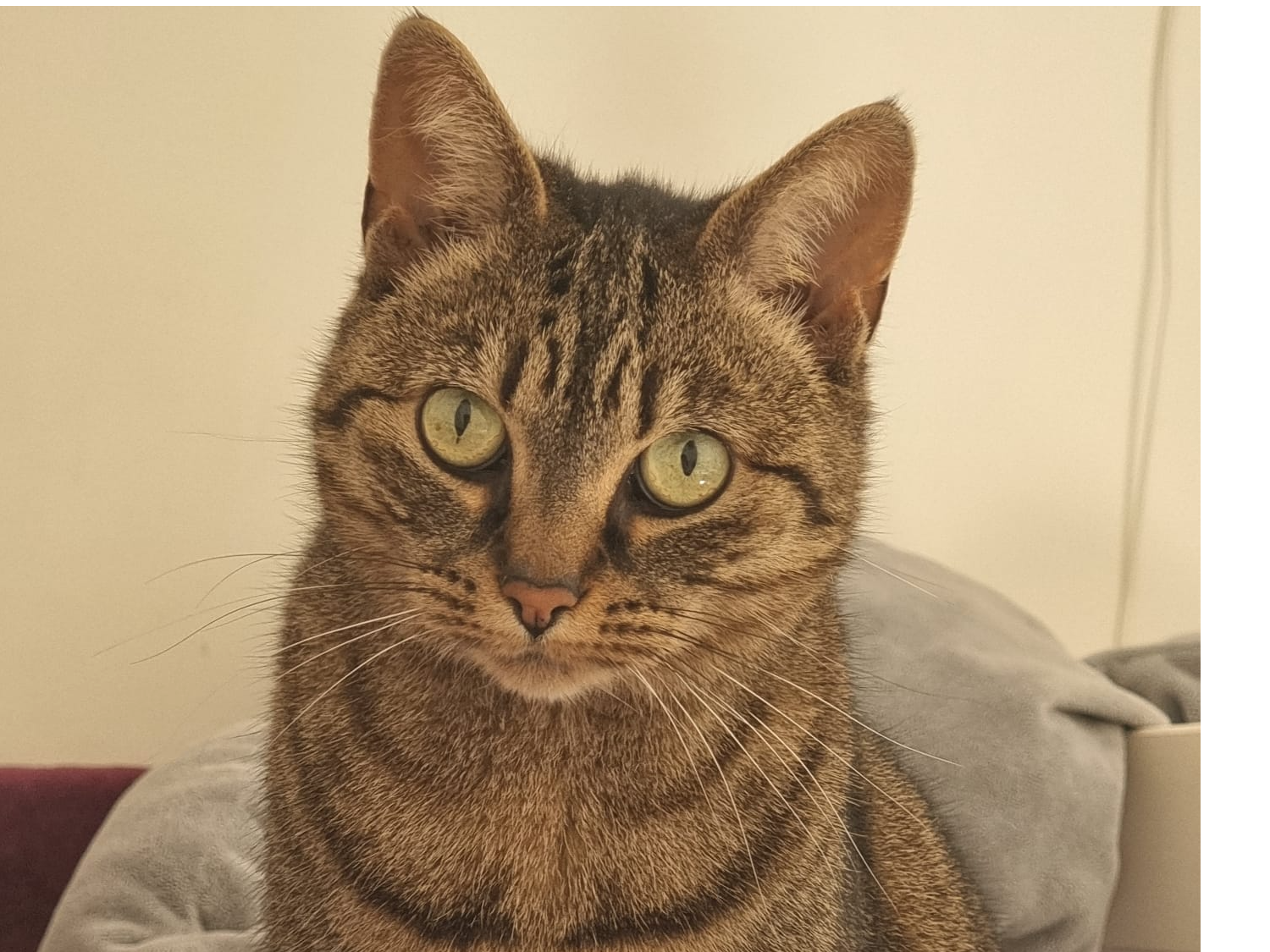 Roxie has been missing from Devonshire Road W4 2JL since late afternoon 17 June. She is timid.  Please email: enquiries@ealing.cats.org.uk if you see her. She is chipped 98514100173894 and neutered.
