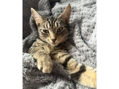 Female Tabby