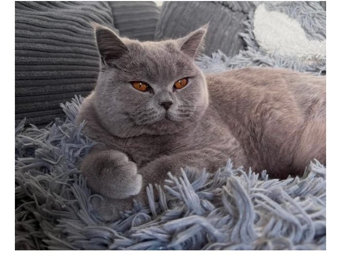 Skylar Lost 2026.056 - Camden Street, off Forton Rd, Gosport