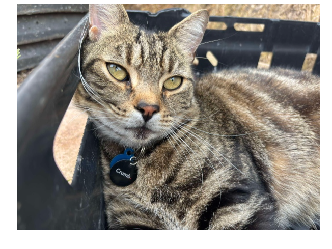 Ted Lost 2026.057 - St Ann's Crescent, Anns Hill area, Gosport