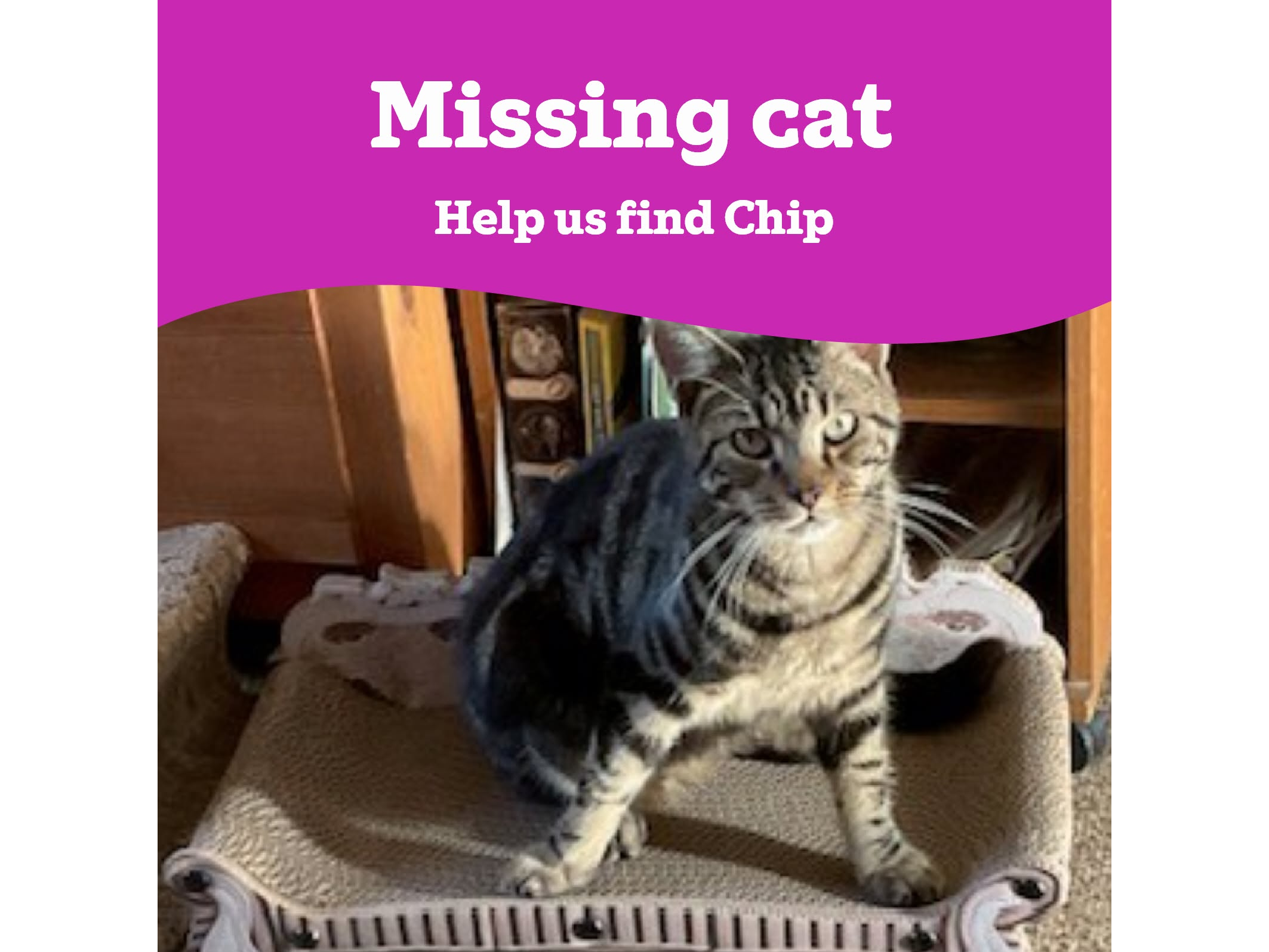Chip