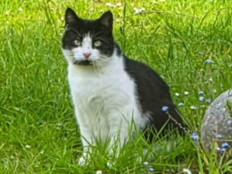 Maysie Lost 2026.059 - Woodcote Lane, off old Newgate Lane, Fareham