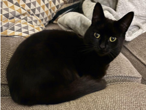 Suki, Tadlow