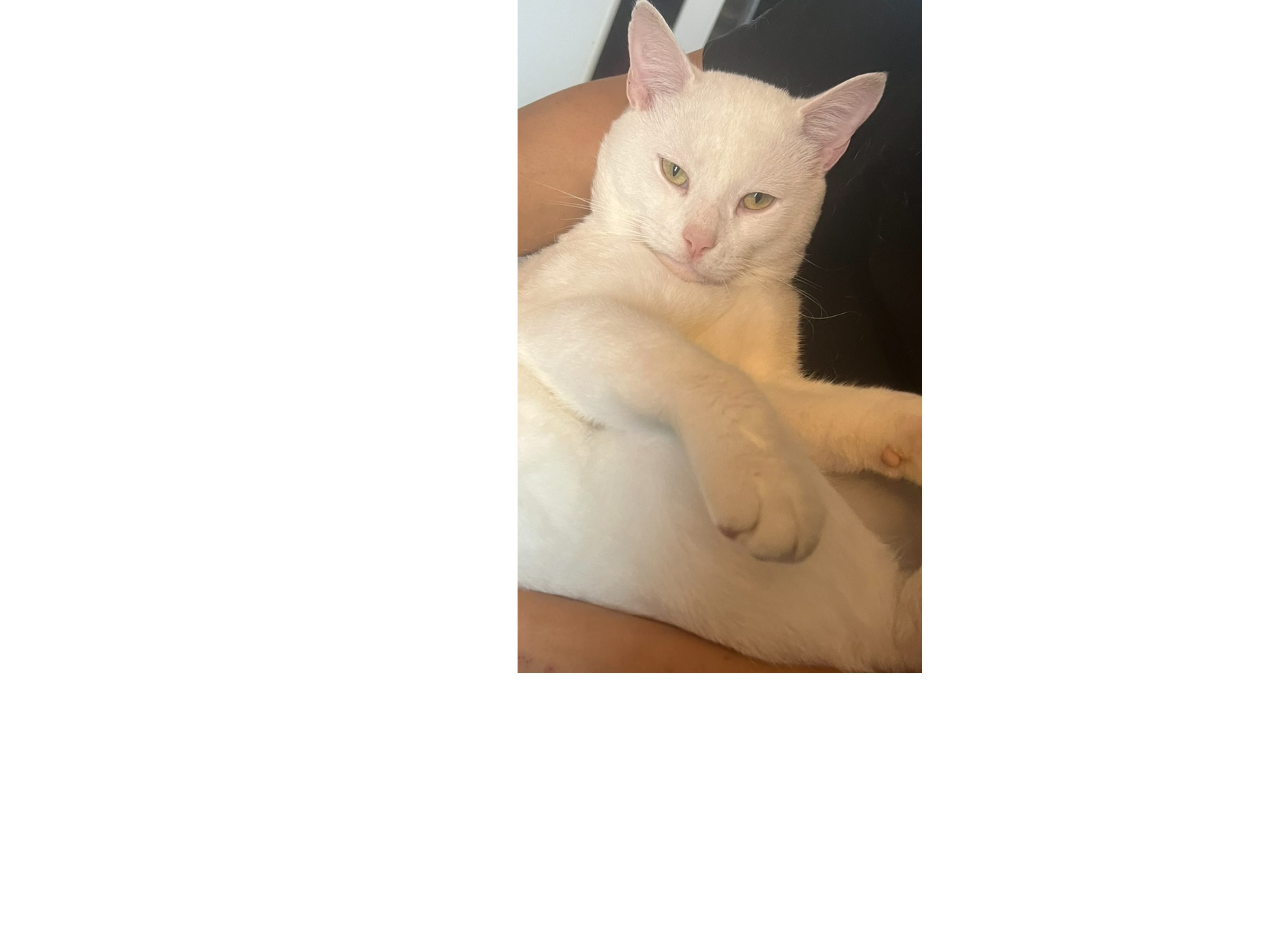 L688 - white male - ALLENTON