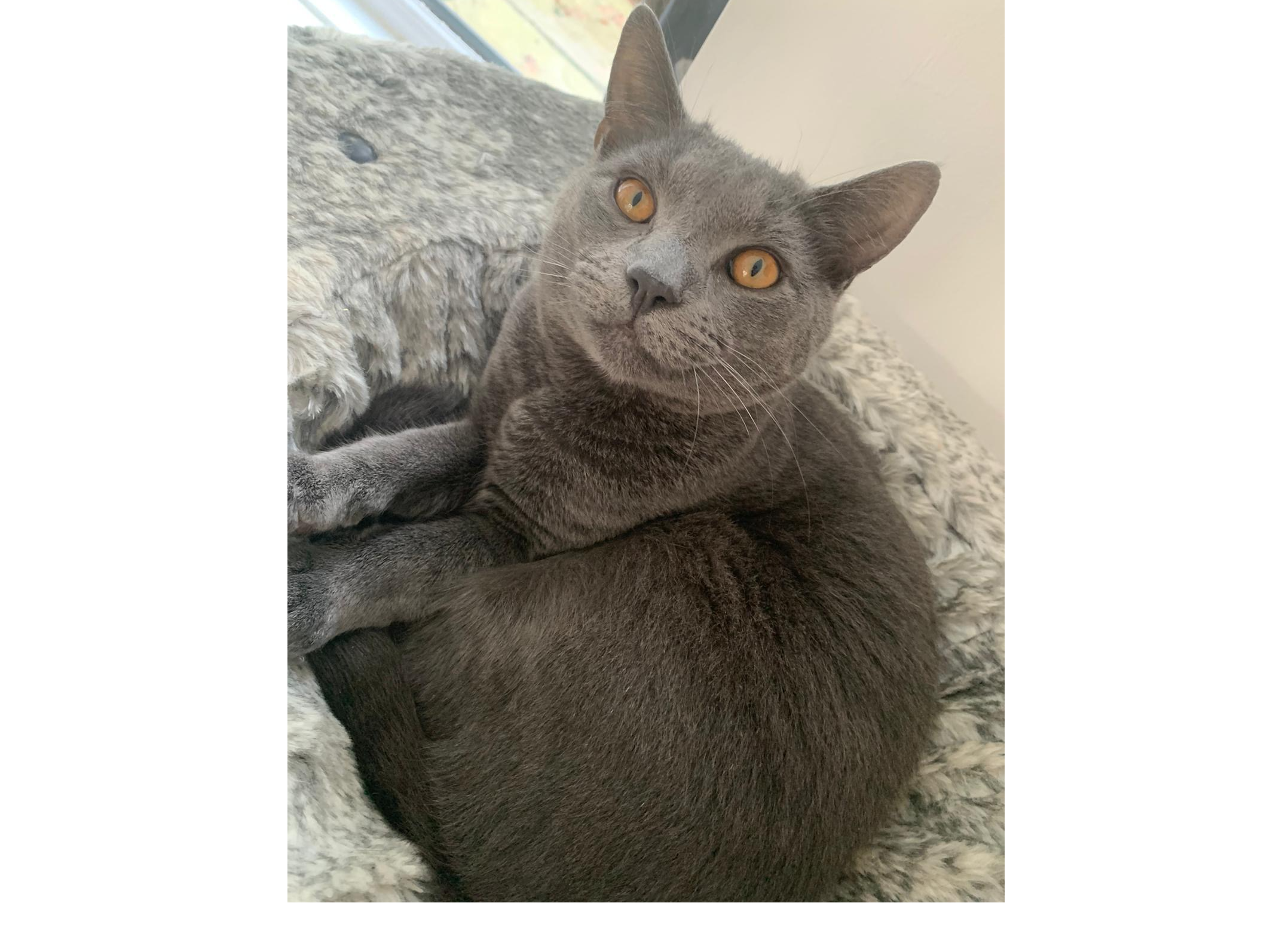 L690 - grey male - ALVASTON