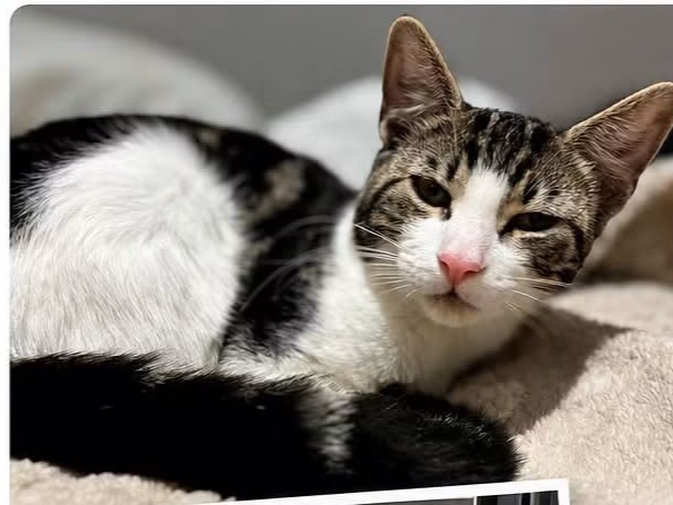 L691 - tabby & white male - NEWHALL