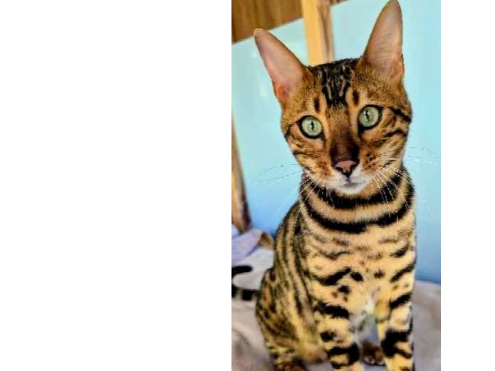 L692 - Bengal male - MICKLEOVER