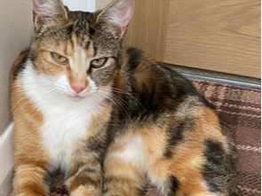Tilly - Missing from Wilsford