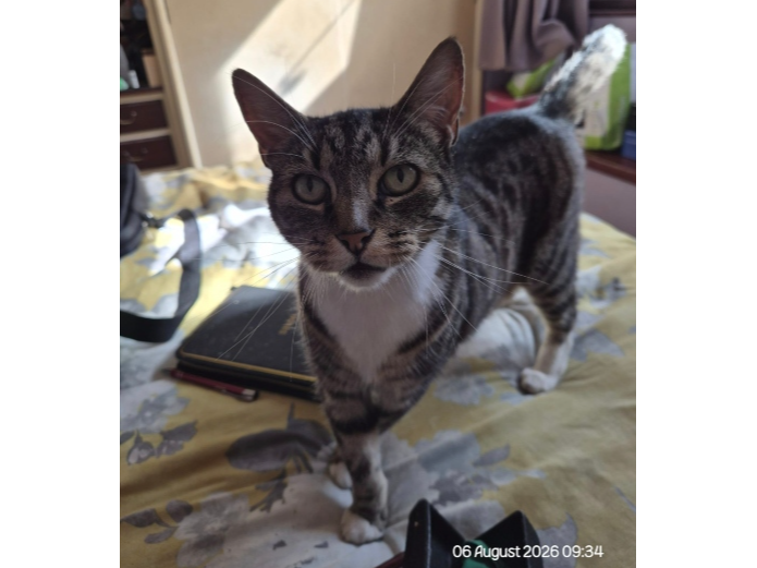 Bayley Lost 2026.061 - Jollyes car park, Brockhurst Gate, Gosport