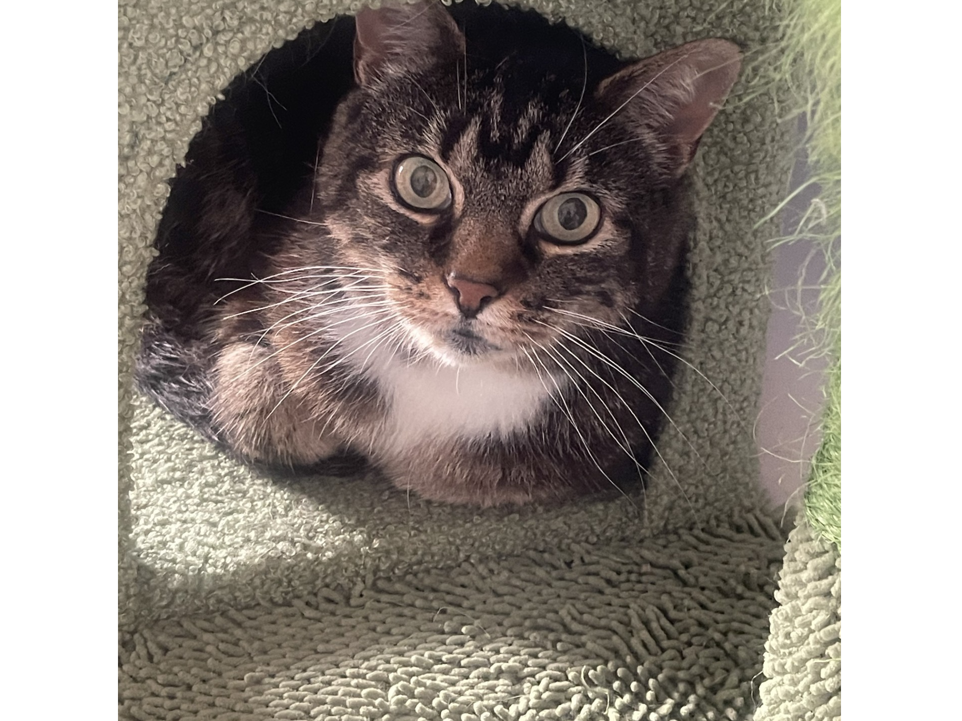 L693 - tabby female - DERBY