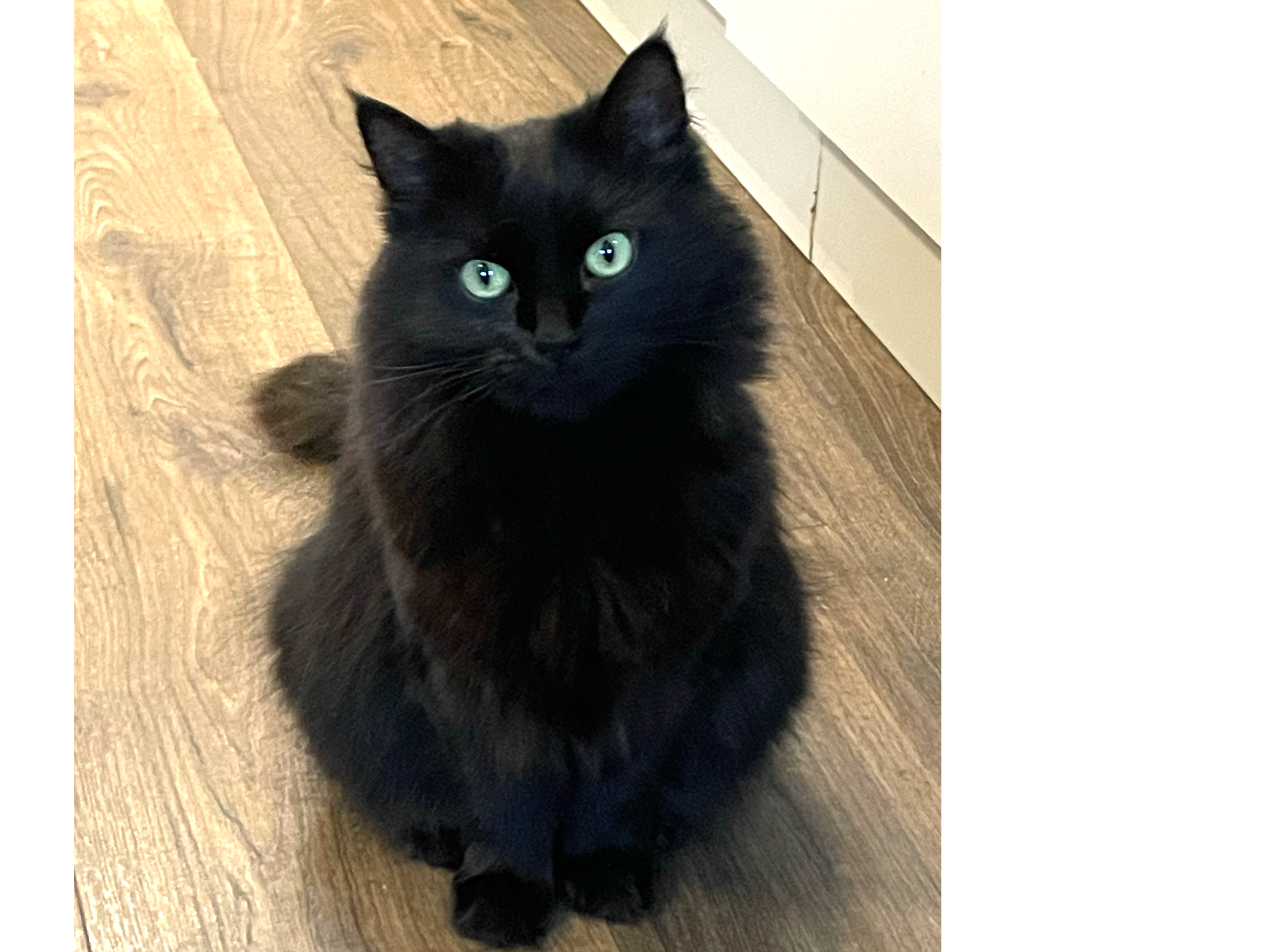 Elphaba