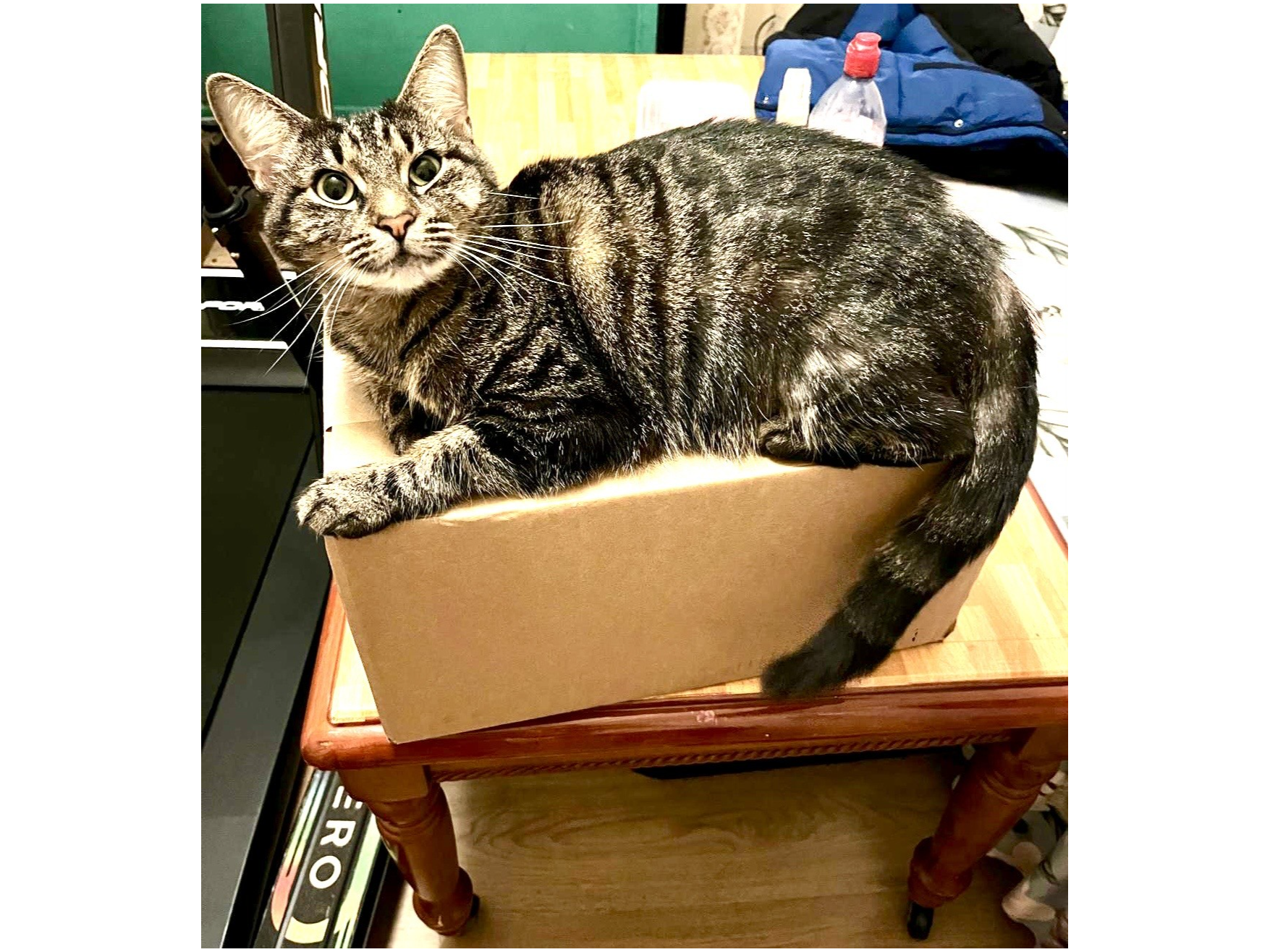 L695 - tabby female - DERBY