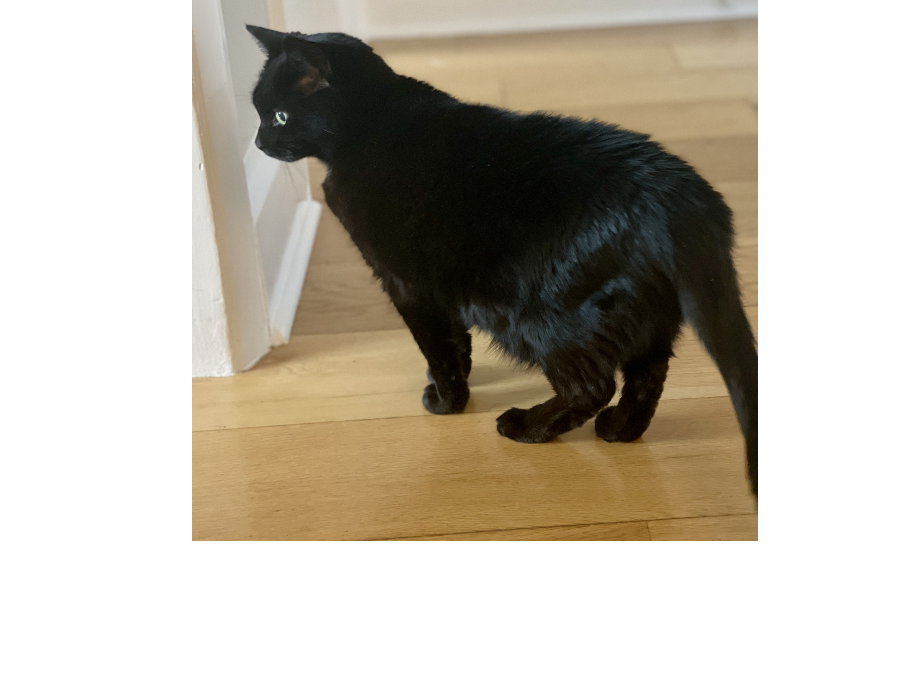 L696 - black female - MICKLEOVER