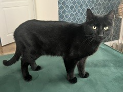 Missing in Downham Market