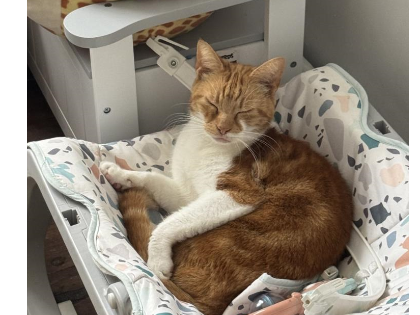 806685 - Missing from the Hillen Road area - Kings Lynn