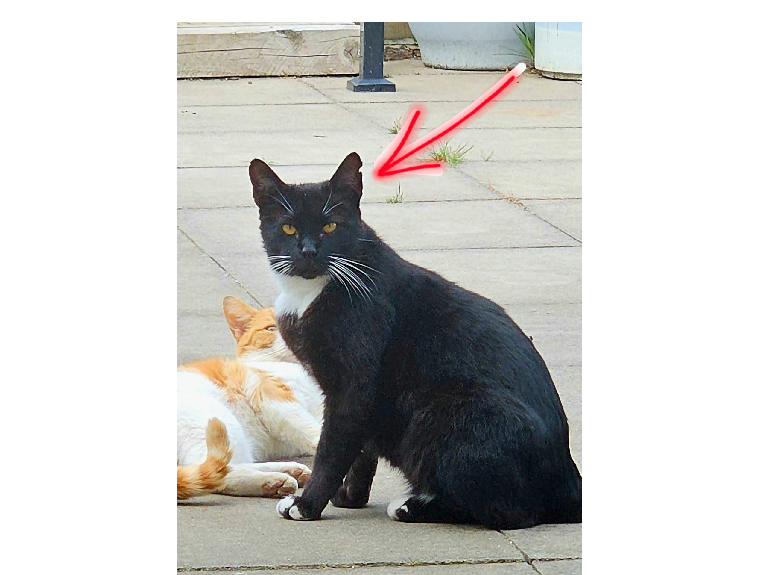L698 - black and white male - BORROWASH