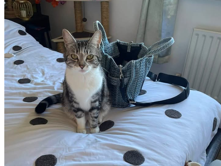 L699- tabby female - SUNNYHILL