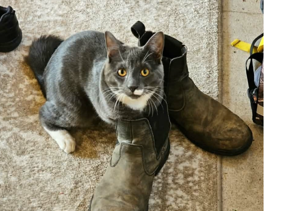 Dusty ref 809773