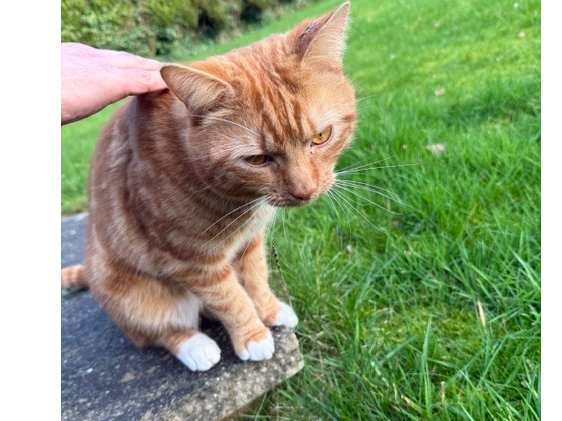 L701 – ginger and white male – MICKLEOVER