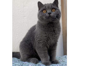 Cici