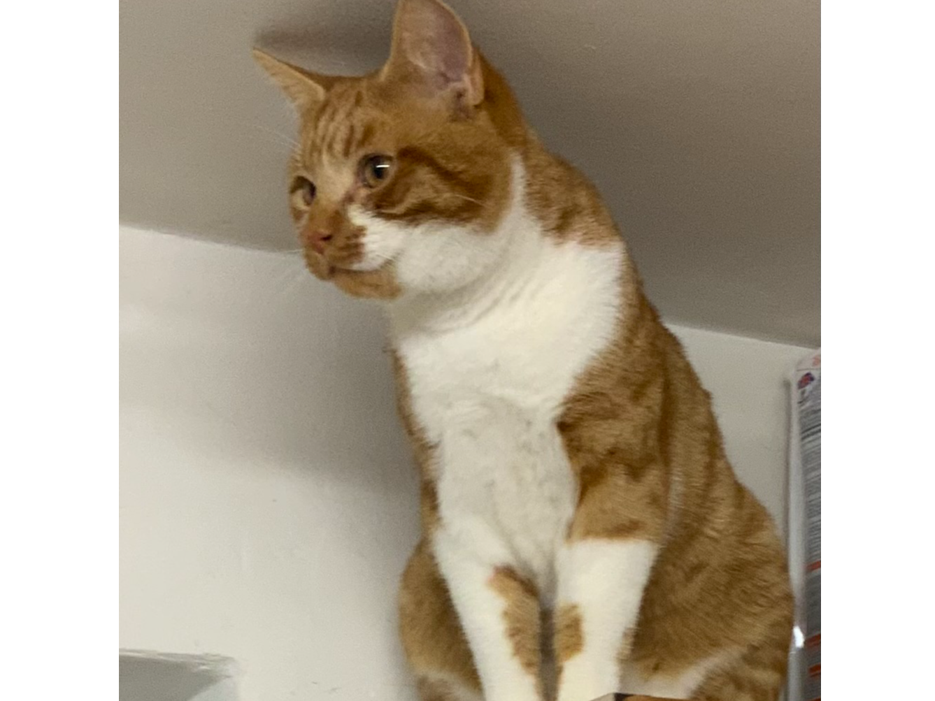 Ginger/white, Little Wilbraham
