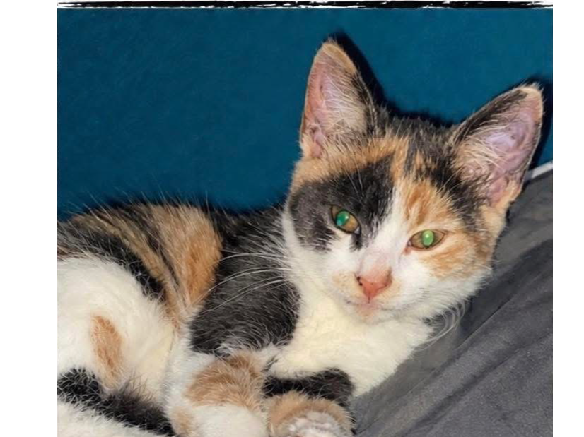 L702 – tortoiseshell and white female –  ALFRETON