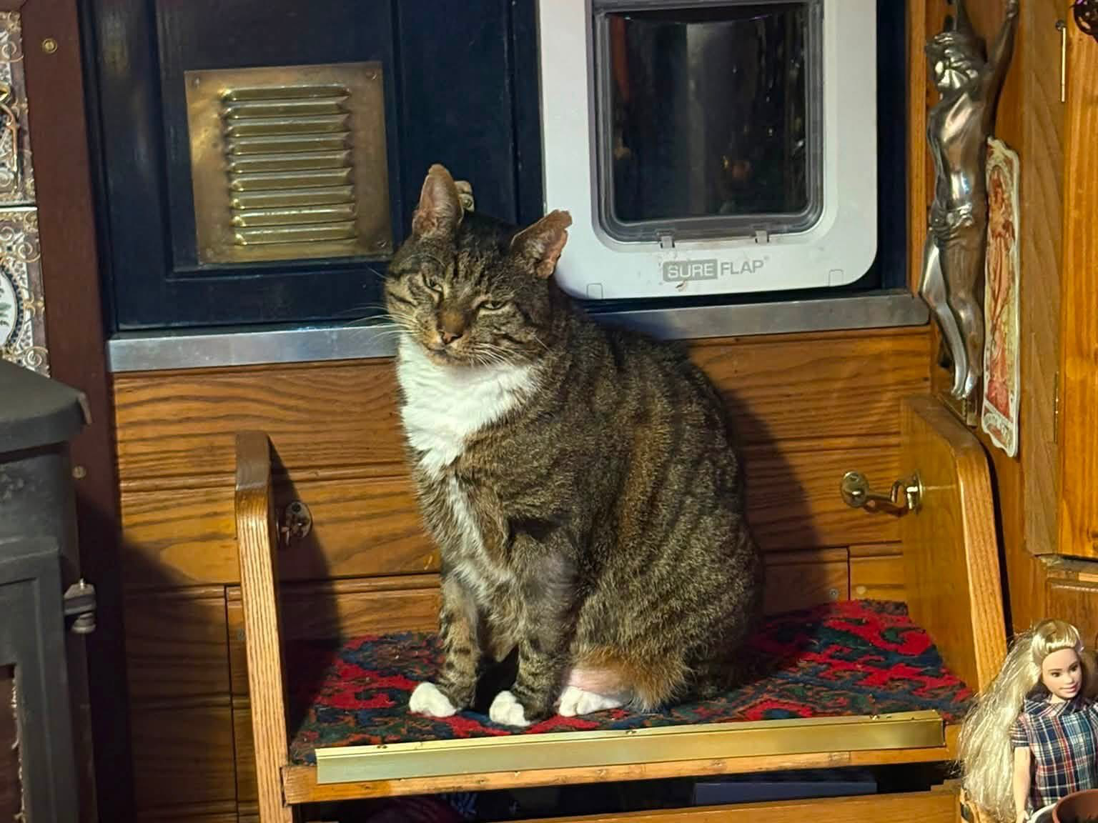 L703 – tabby and white male –  Mercia marina, Willington