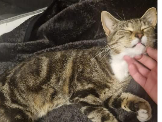 L704 – tabby and white female – Normanton, DE23