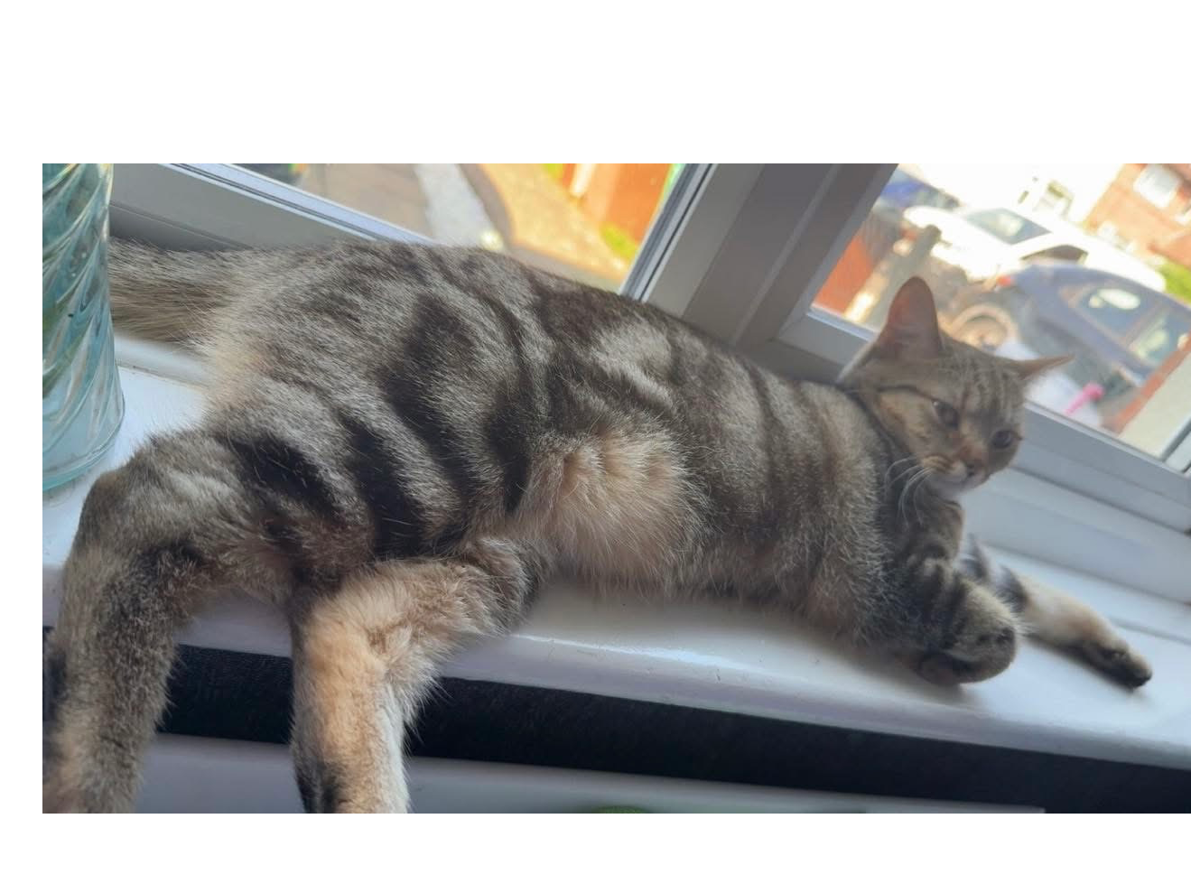 L705 – tabby female – Mackworth