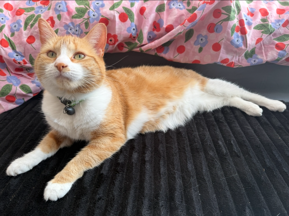 L709 – ginger tabby female – MACKWORTH