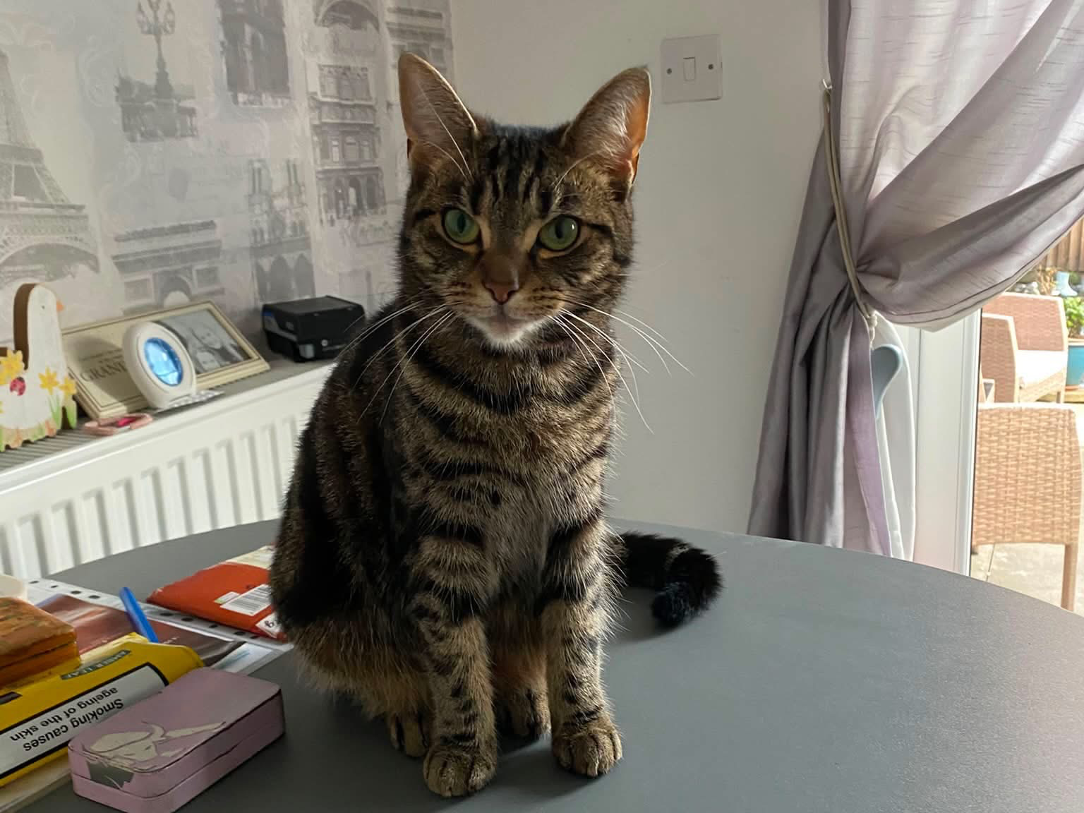 L710 – tabby female – SPONDON