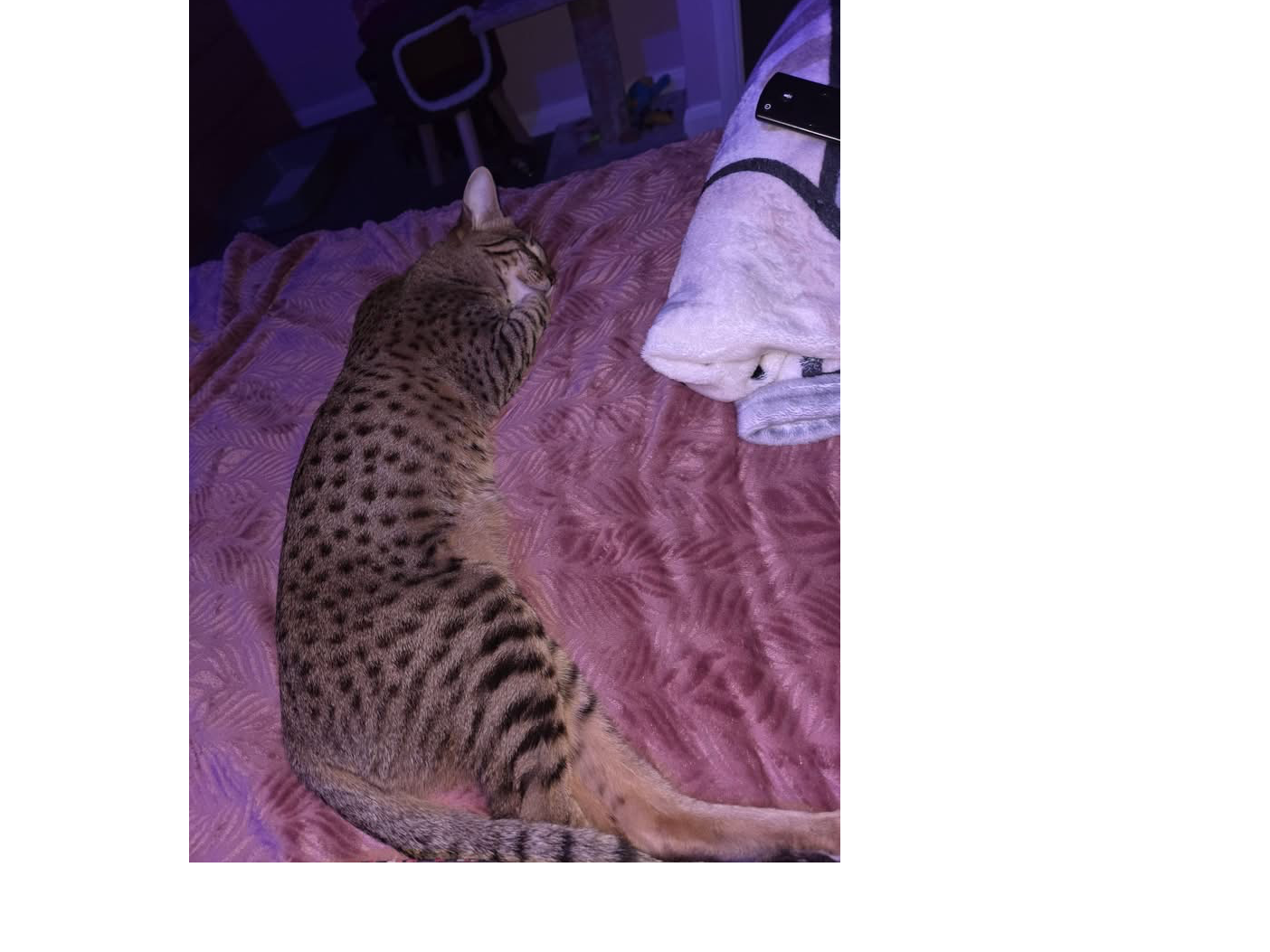 L711 – Tabby Male – LITTLEOVER