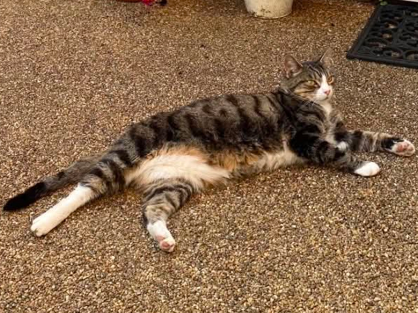 Missing cat: Simba, NE30