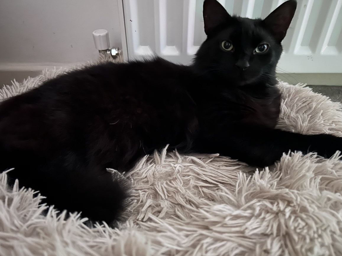 L714 – black female – MICKLEOVER