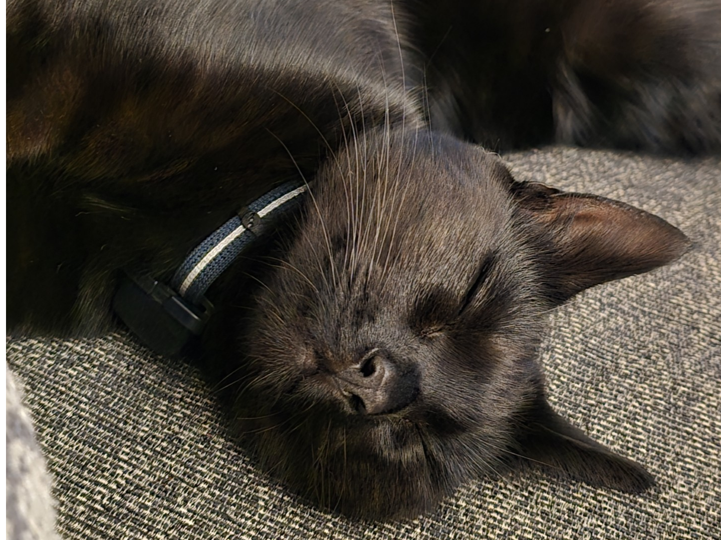 LOST CAT- Minerva