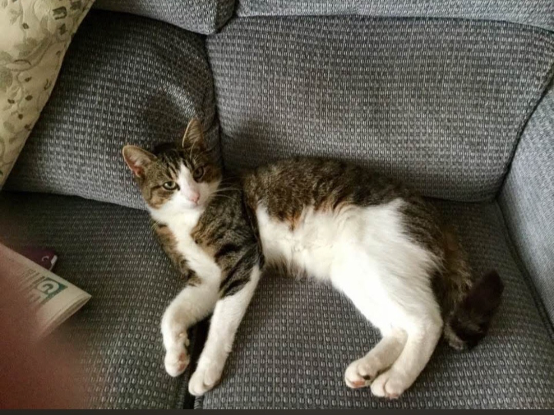 L716 – tabby and white -HARTSHORNE