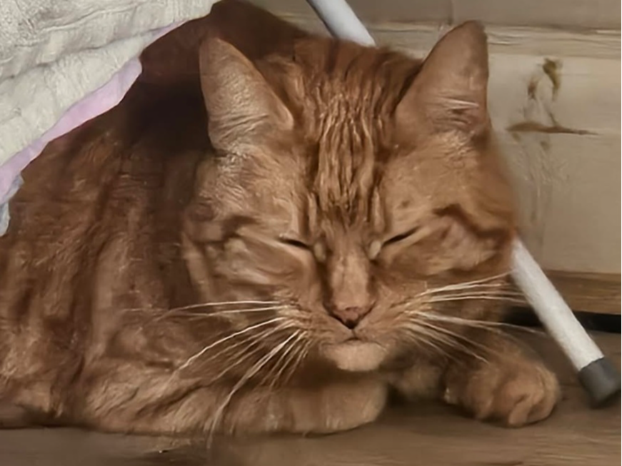 L715- tabby male-MACKWORTH