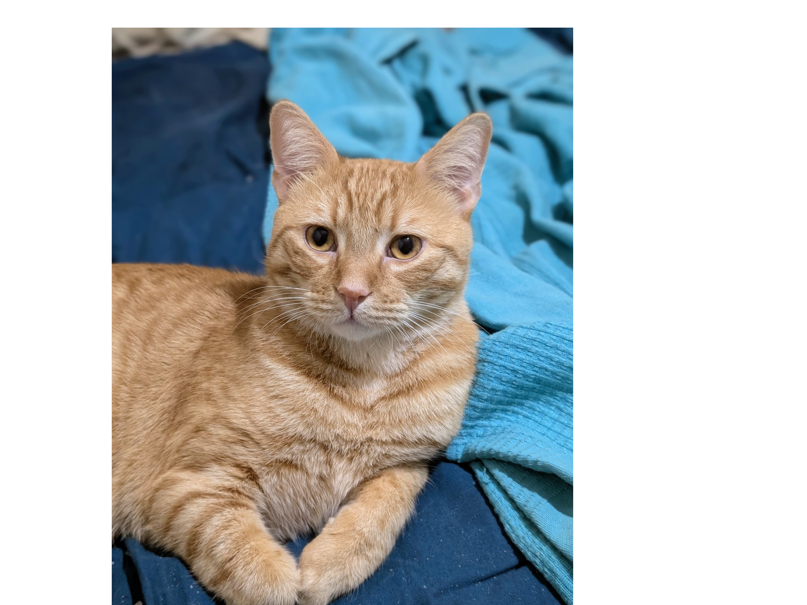 L718 – ginger male – MACKWORTH