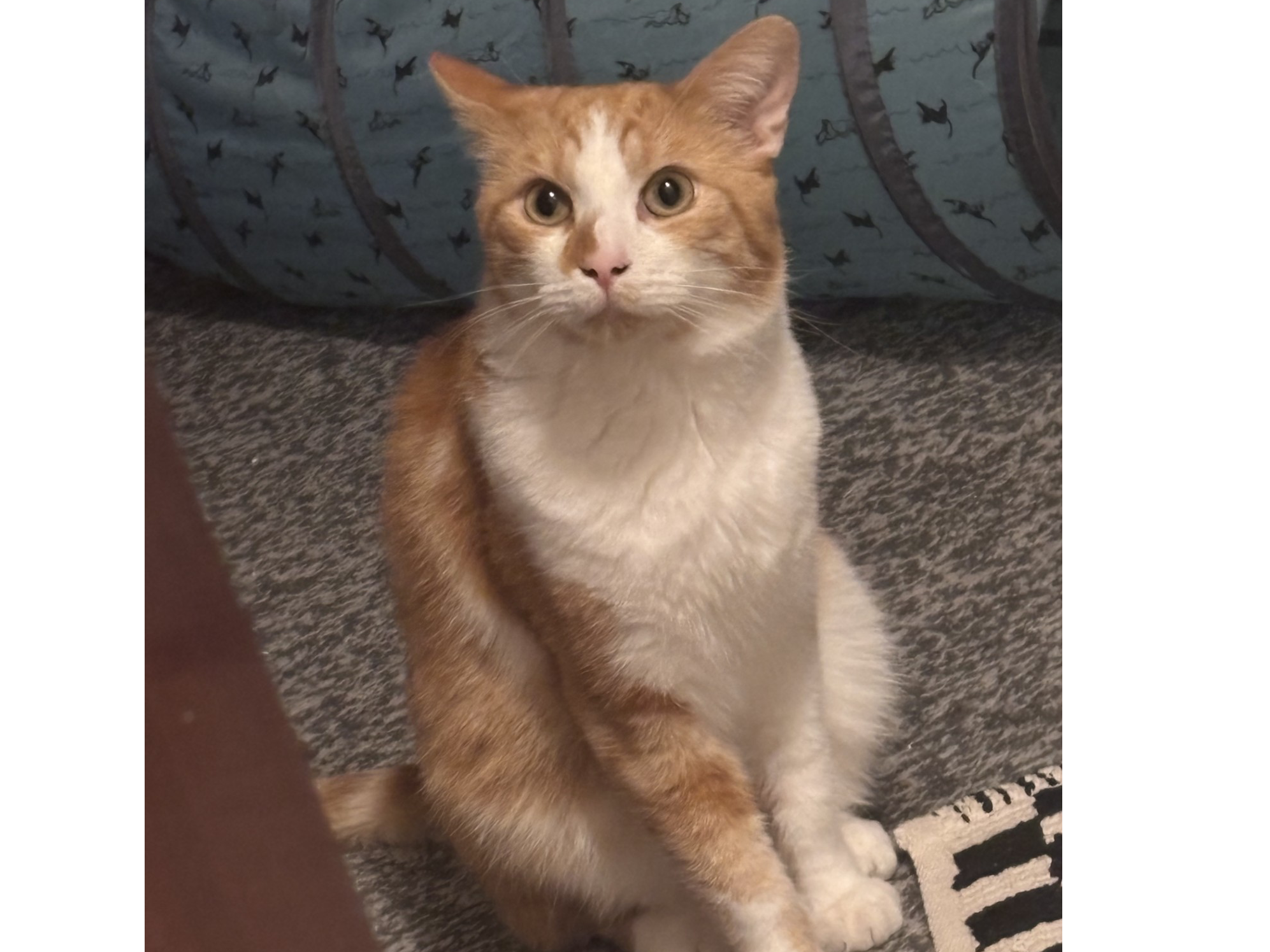L720 – ginger and white male – ALVASTON