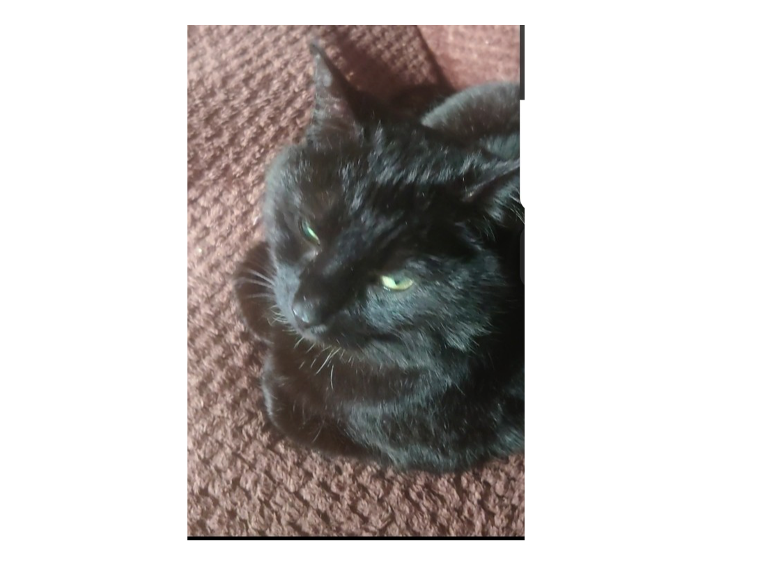 L721 – black male – SANDIACRE