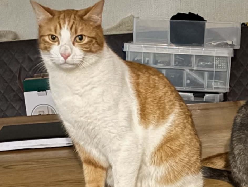 TIDDLES - Ginger/W male