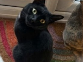 L723- black male – KEGWORTH