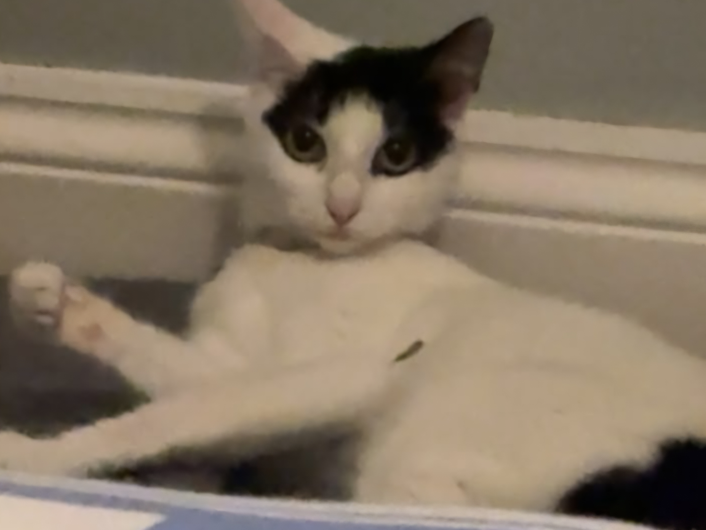 Stella